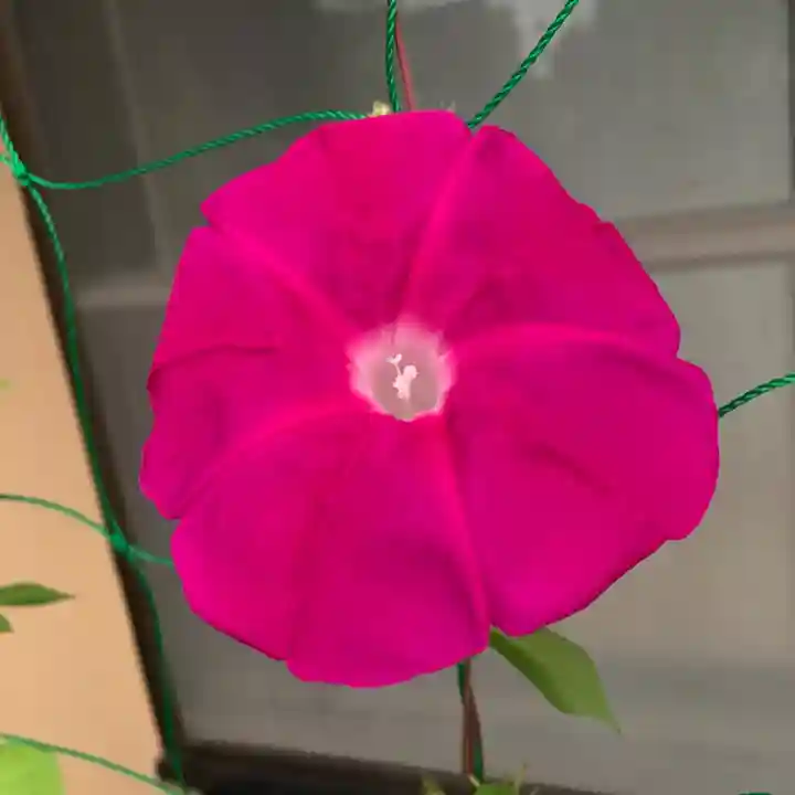 豊景神社の自然