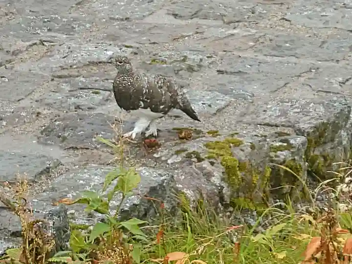 居多神社(新潟県)