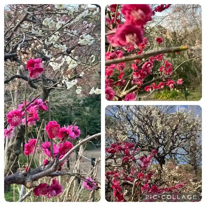 本土寺(千葉県)