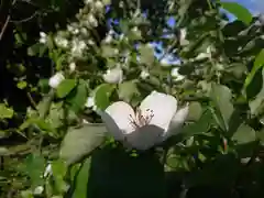 極楽山　浄土寺の自然