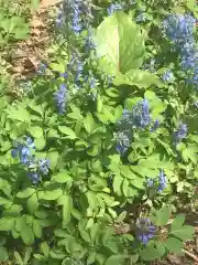 江南神社の自然