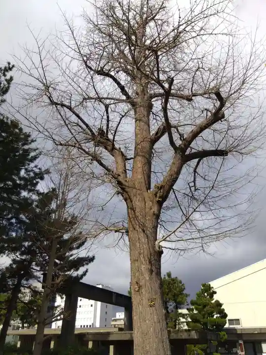 福井神社(福井県)