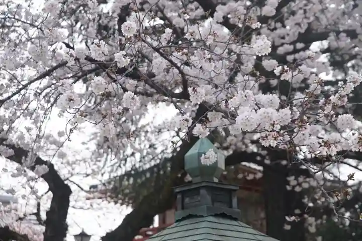 新井薬師(梅照院)の自然