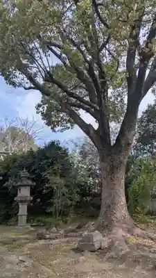 植槻八幡神社(奈良県)