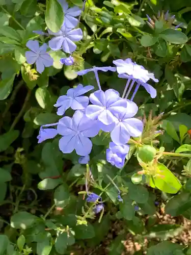 水堂須佐男神社の自然