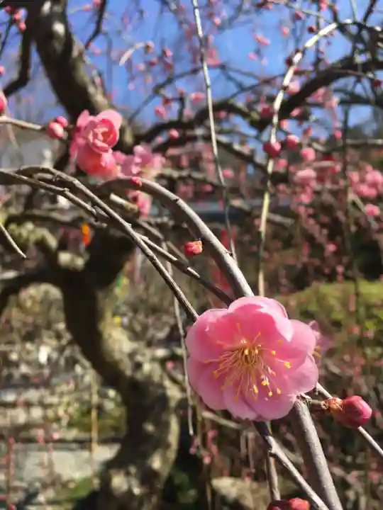 岡寺(龍蓋寺)の自然