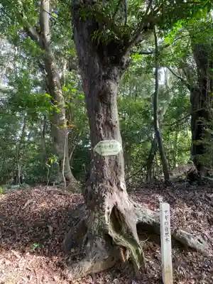 一之宮神社の自然