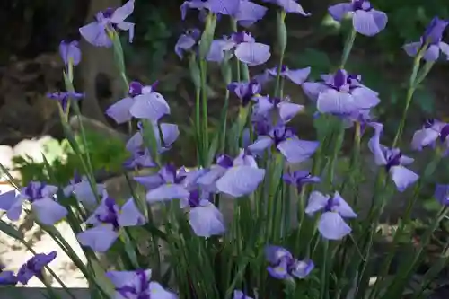 東海市熊野神社の手水舎