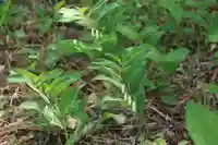 田村神社の自然