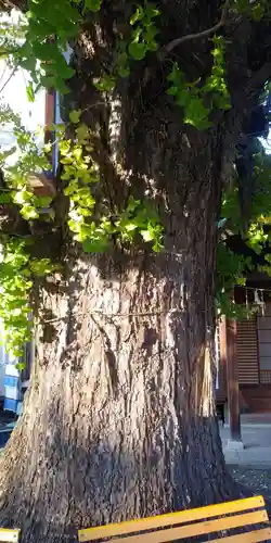 和田神社の自然