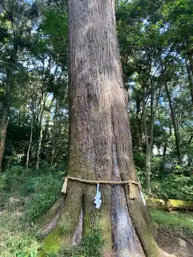 土佐神社(高知県)