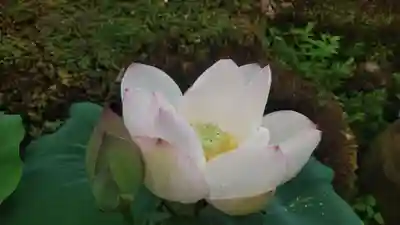 浄土宗 光明山 大蓮寺（照曜会館）の自然