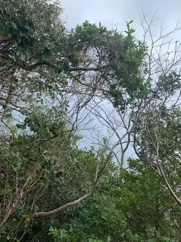 杵崎神社の自然