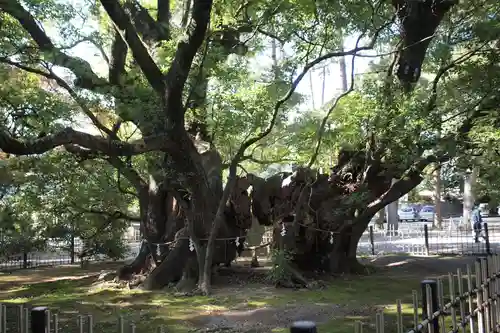浜松八幡宮の自然
