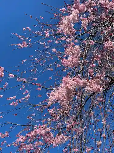 阿佐ヶ谷神明宮の自然
