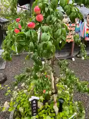 行田八幡神社の自然