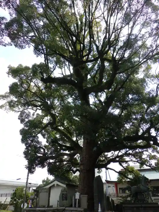 津田八幡神社の自然