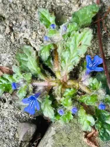 秋葉神社(和歌山県)