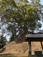 楠木神社(茨城県)