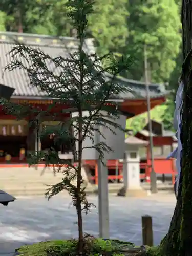 日光二荒山神社の自然