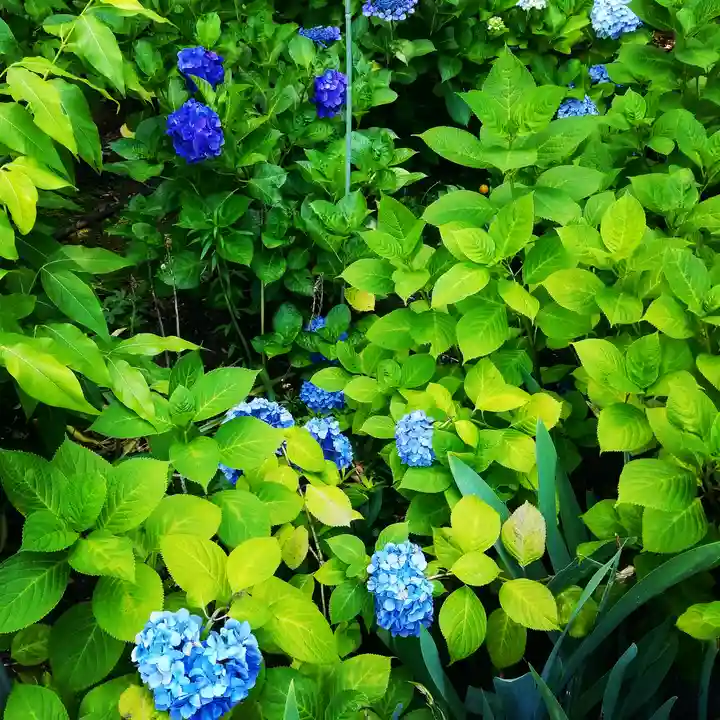 白山神社の自然