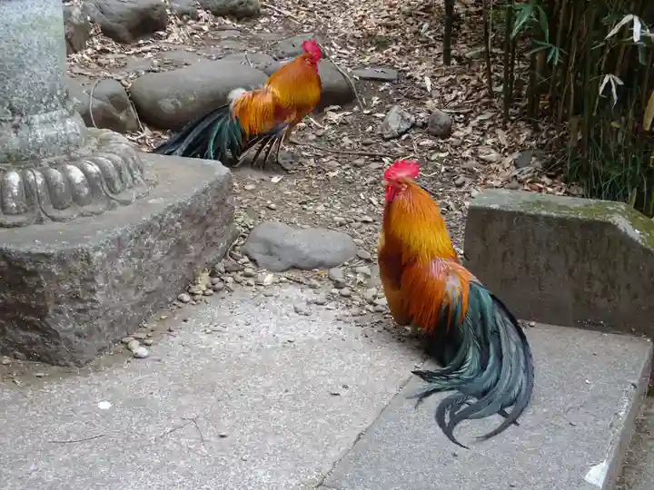 谷保天満宮の動物