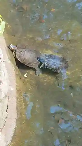 春日神社の動物