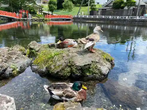 富士山本宮浅間大社の動物
