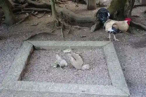 石上神宮の動物