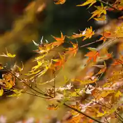 大安禅寺の自然