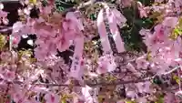 桜神宮の自然