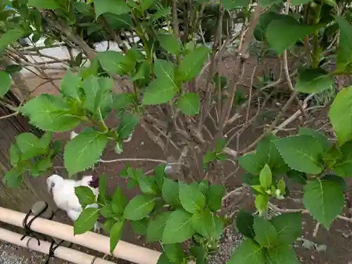 高屋敷稲荷神社(福島県)