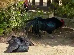 玉祖神社の動物