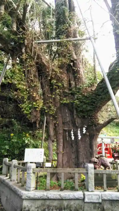 海南神社の自然