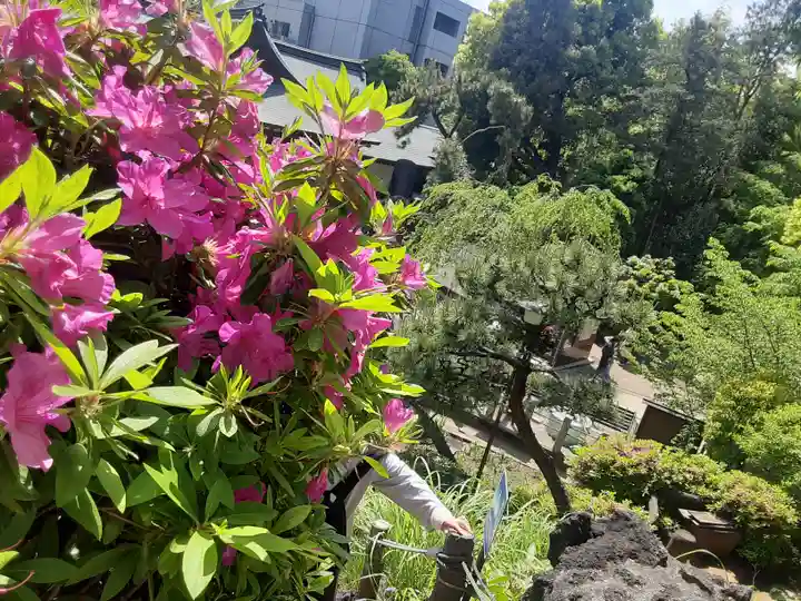 鳩森八幡神社(東京都)