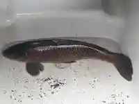 大生郷天満宮の動物