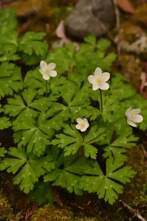 日光山輪王寺 大猷院(栃木県)