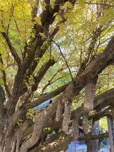 秩父神社の自然