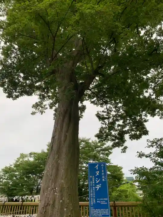 師岡熊野神社の自然