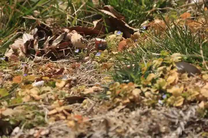 長屋神社の自然