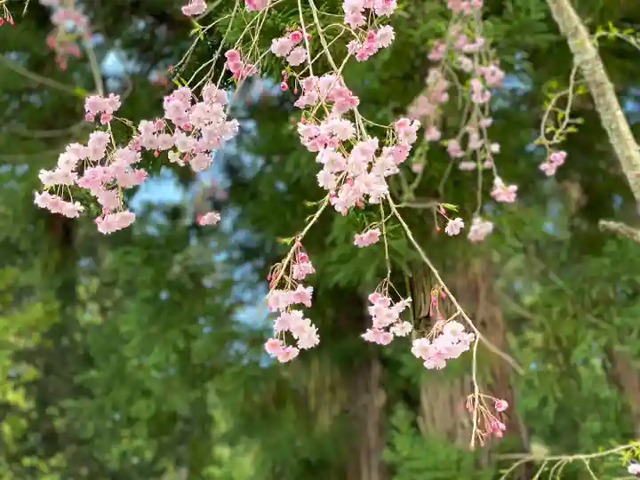 山家神社の自然