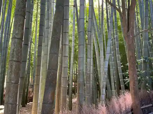 報国寺(神奈川県)