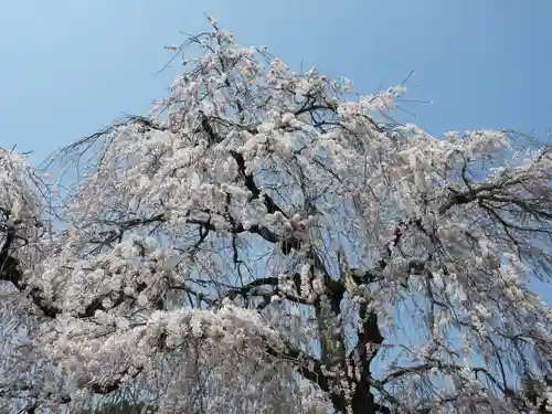 勝専寺(滋賀県)