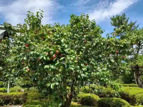 屋久島大社の自然