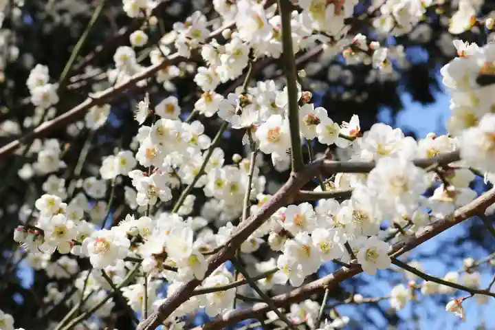 くまくま神社(導きの社 熊野町熊野神社)の自然