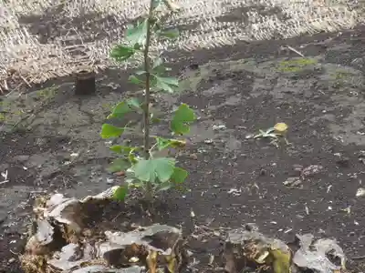 鶴岡八幡宮(神奈川県)