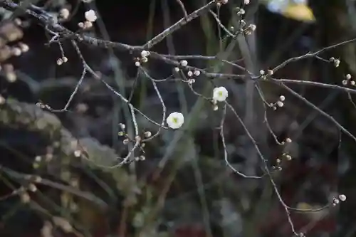 北口本宮冨士浅間神社(山梨県)