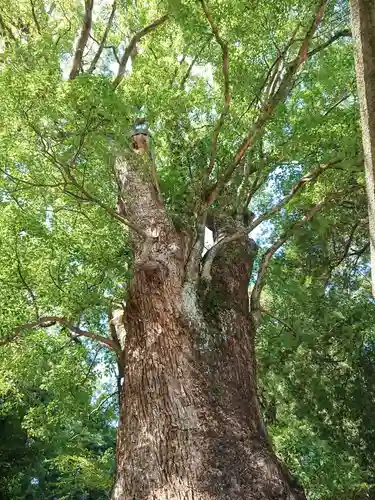 五所神社の自然