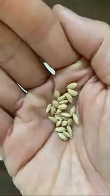 總社 和田八幡宮(福井県)