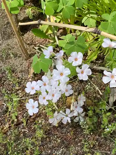 岡部春日神社～👹鬼門よけの🌺花咲く🌺やしろ～の庭園